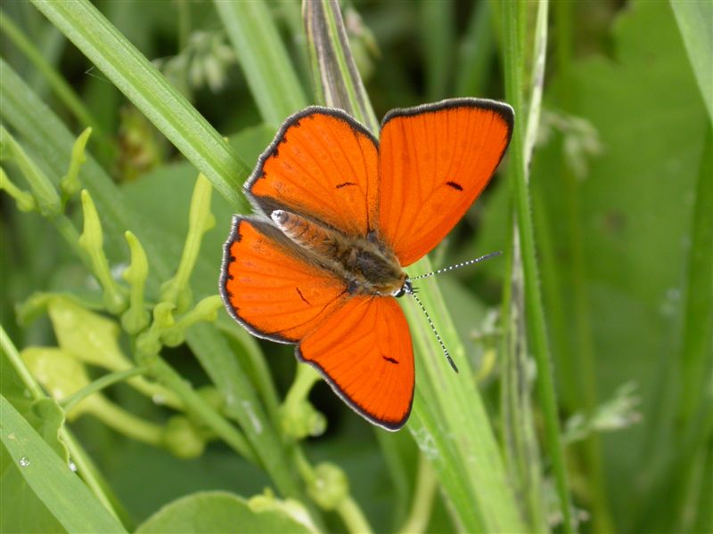 Lycaena dispar